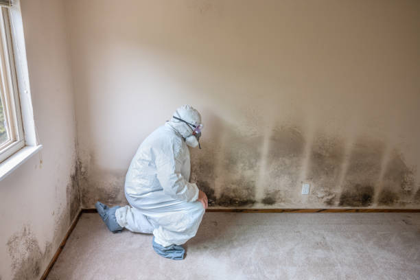 Best Bathroom Mold Remediation in High Point, FL