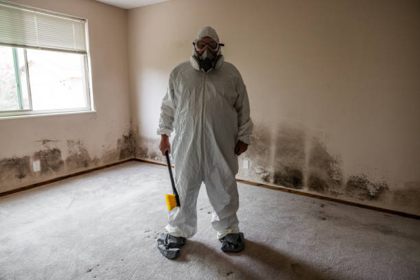 Best Black Mold Remediation in High Point, FL