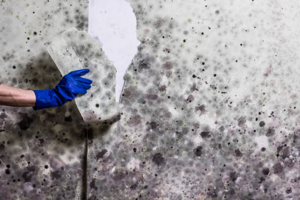 Best Basement Mold Remediation in High Point, FL